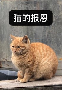 贬猫侯喜提团宠剧本